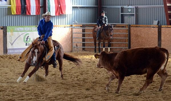 Was ist Cutting beim Westernreiten?