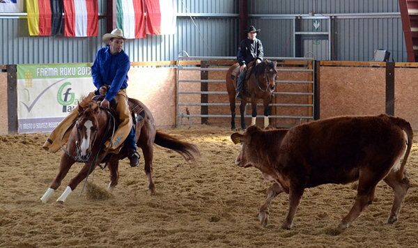Was ist Cutting beim Westernreiten?